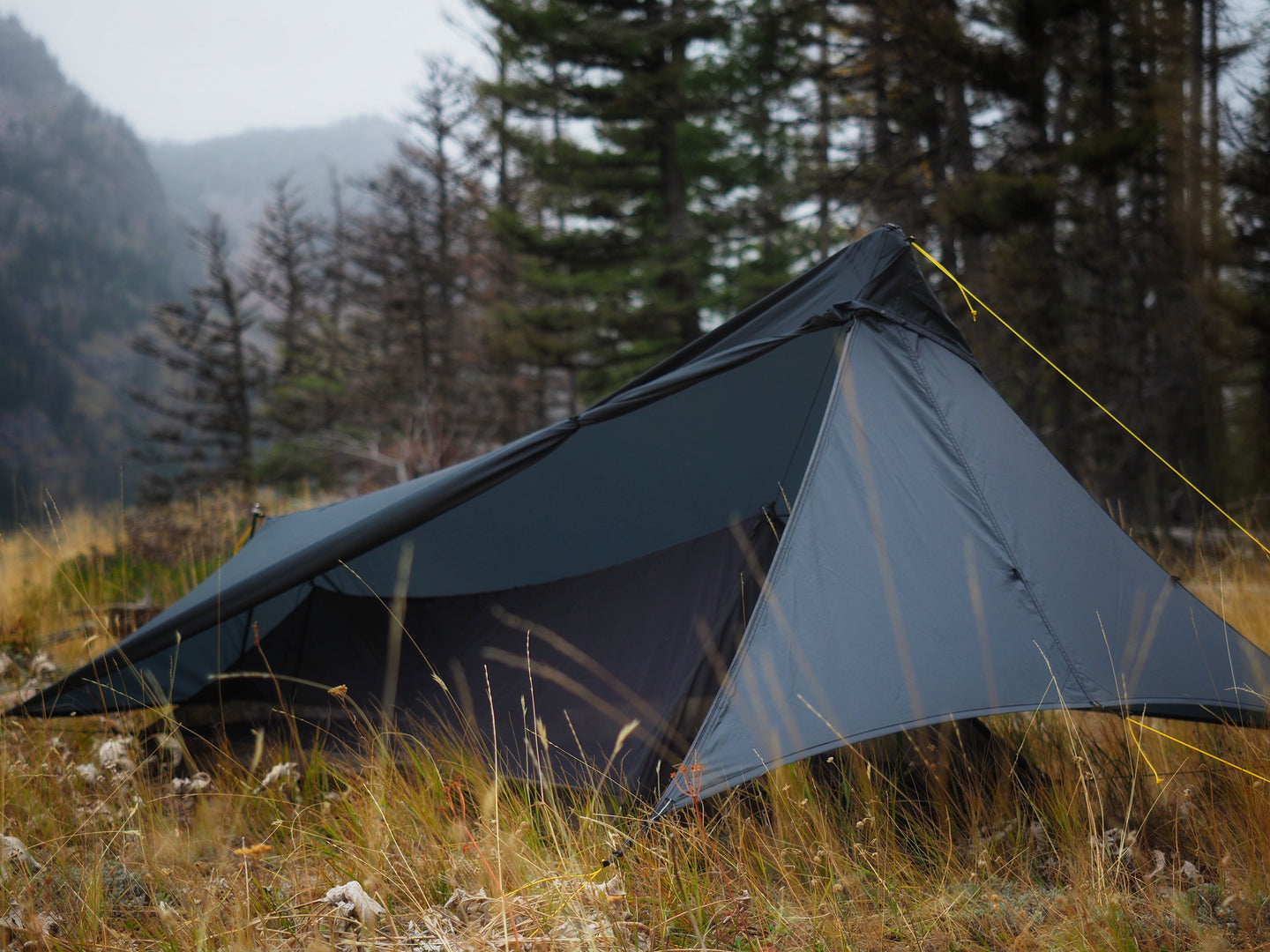 The updated 1P Cirriform DW